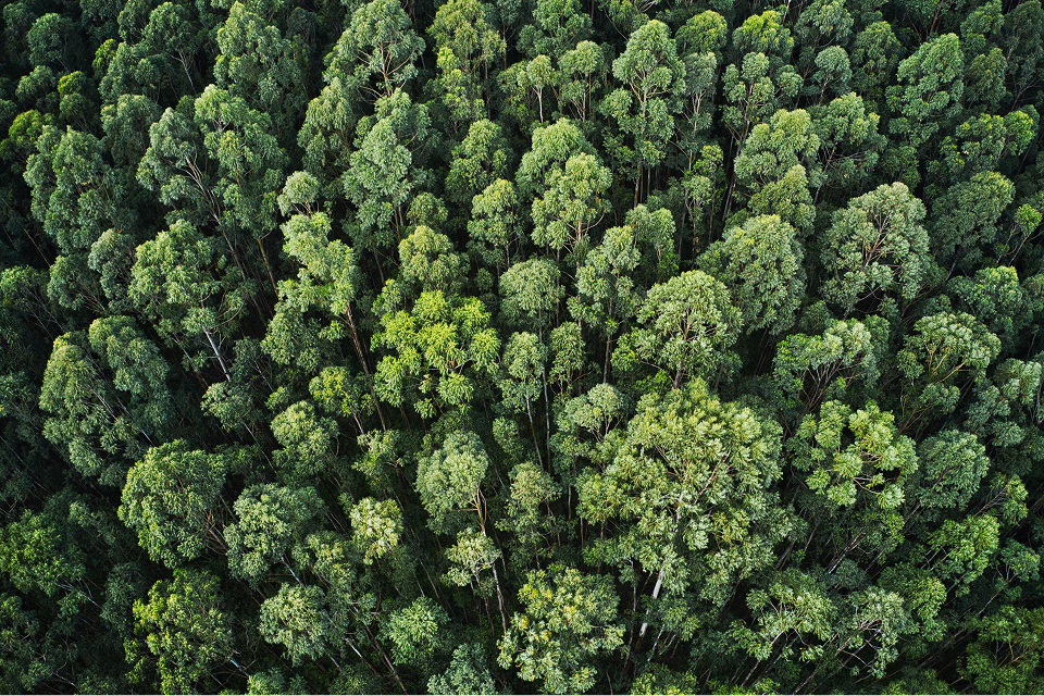  Forestry Land Use