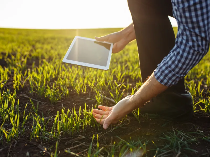 close-up-agronomist-holding-tablet-touching-green-wheat-sprouts-field-spring-healthy-food-farming