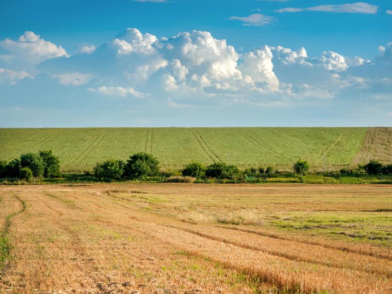 wheat fields