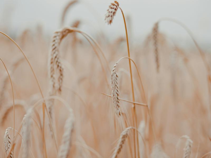 wheat