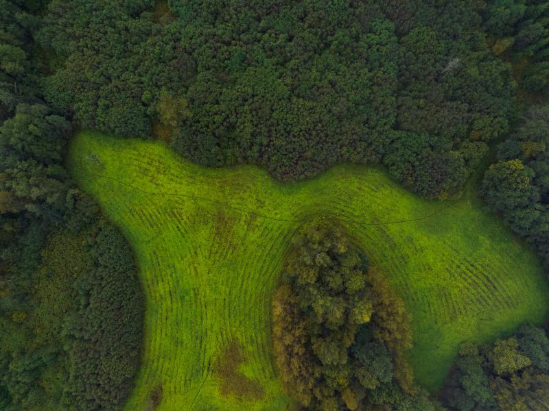 green grass trees earth observation