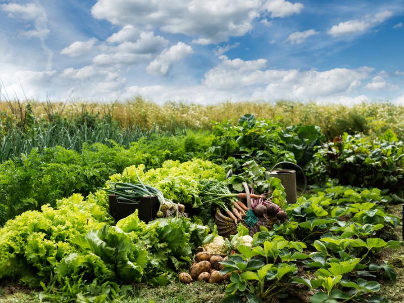Organic agriculture and agroecology: Partnering with Living Labs to improve soil health