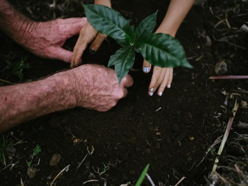 hands plant ground dirt soil