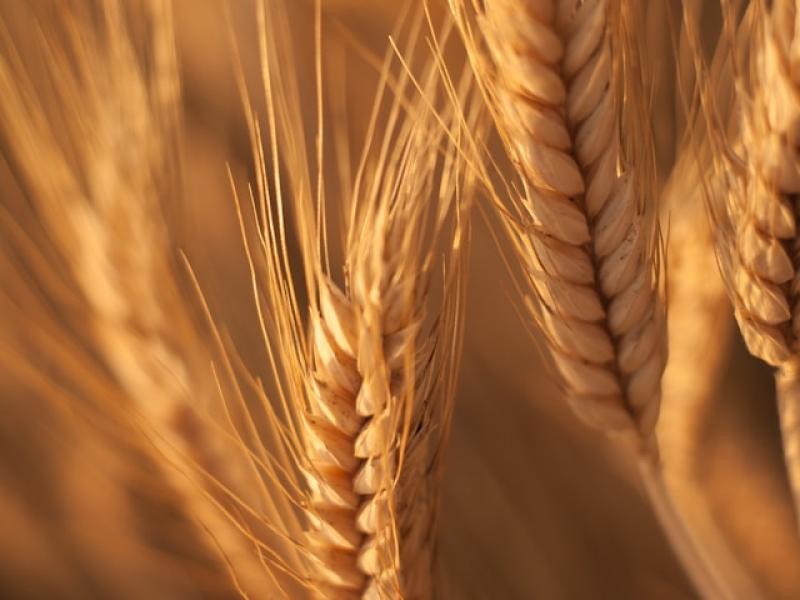 golden wheat