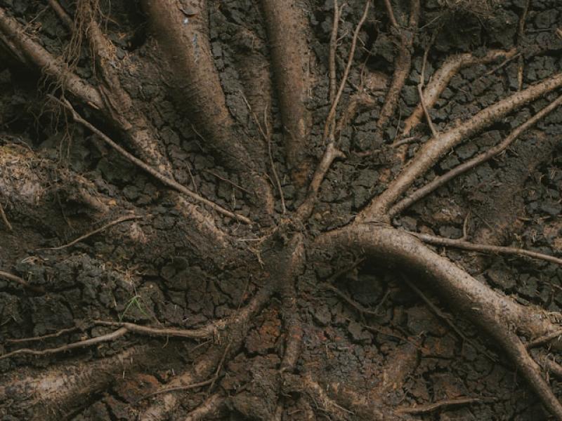 forest soil roots