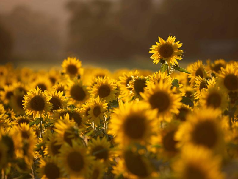 sunflower field